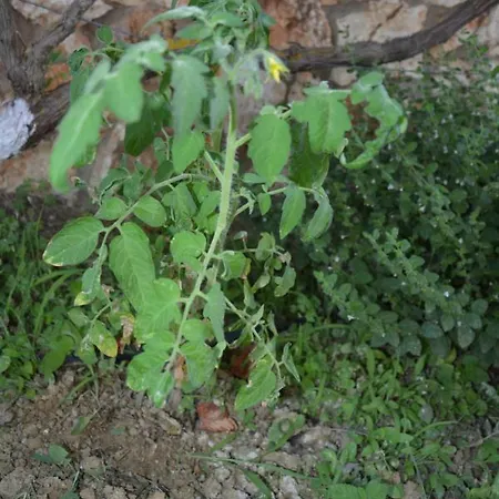 Lotus Sea View 2 Appartement Lixouri